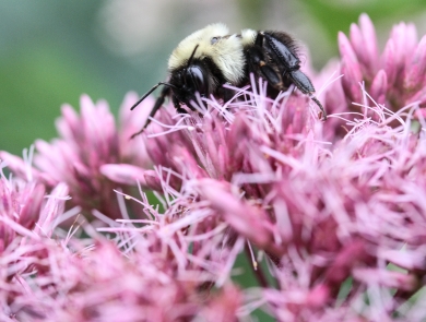 Bumble bee crawling on numerous tiny pink flowers