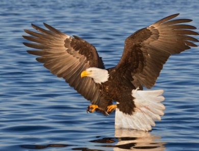 Eagle