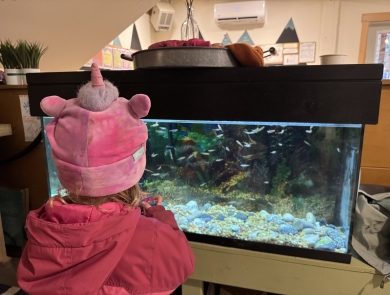 A child in a pink coat and hat admires the salmon tank