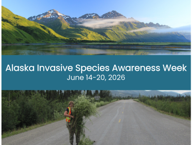 Collage two images separated by banner of text that reads Alaska Invasive Species Awareness Week June 14-20, 2026. Top image of mountain range with lush green and lake in front. Bottom image of person in safety vest holding bundle of invasive white sweetclover pulled from roadside.