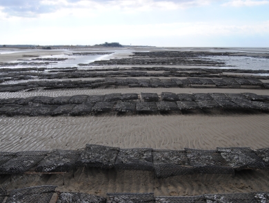 Aquaculture Racks on Tidal Flats