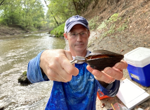 A biologist holds open a freshwater mussel