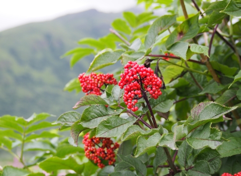 elderberries on the bush