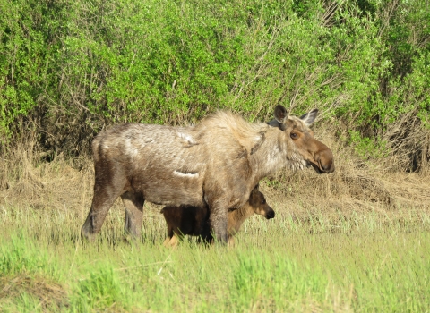Cow moose with baby moose standing in tall green grasses with tall green brush behind them.