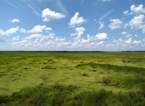 Salt marsh under partially cloudy sky.
