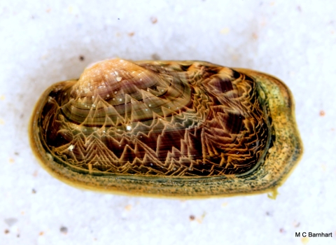 Rabbitsfoot Mussel 