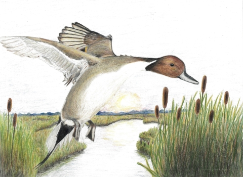 photo of a duck in flight 