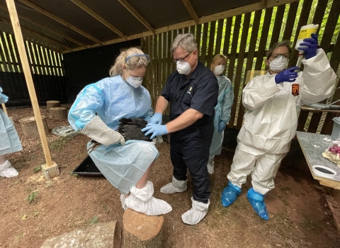 A group of scientists in personal protective gear hold a vulture while preparing to vaccinate the animal.