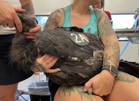 Large brown bird with tag reading "2A" is held by a woman while its face is held by another person as it receives care.