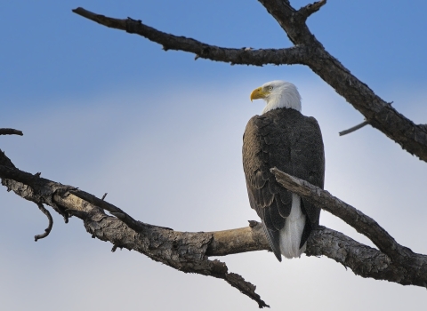 A bald eagle on a branch.