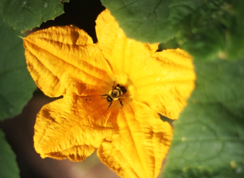 Bee pollinating a squash flower