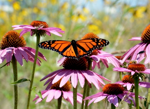 Monarch butterfly on purple coneflower