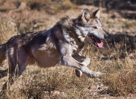 A Mexican wolf running