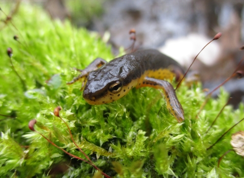 alt=A brown salamander with a yellow spotted belly crawls on green moss.