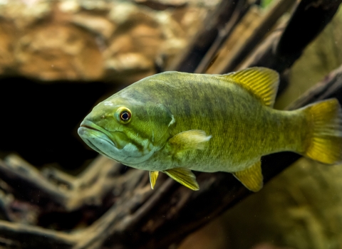 A smallmouth bass swims near some woody debris. The fish is greenish in color with a white belly. 