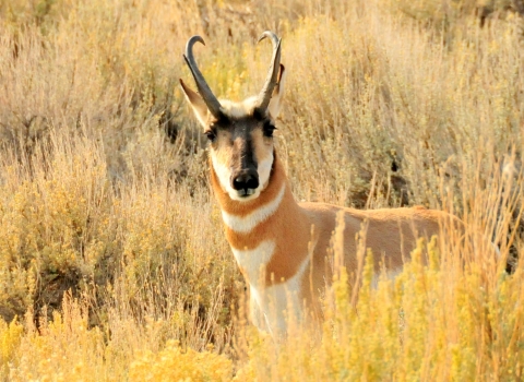 Pronghorn Buck