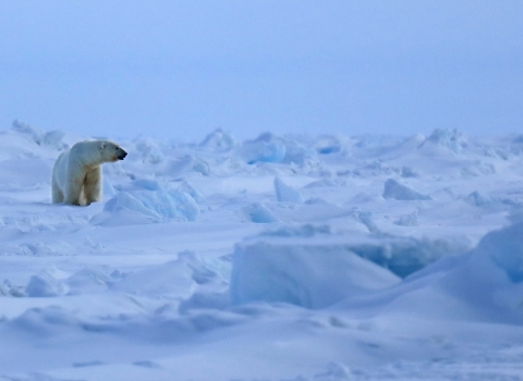 White polar bear bear on ice.