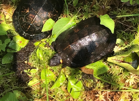Bog turtles at Chattahoochee Forest NFH