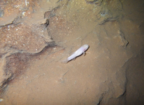 white, translucent fish swims in cave stream 