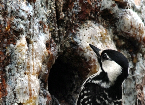 A black and white woodpecker perched on a tree.