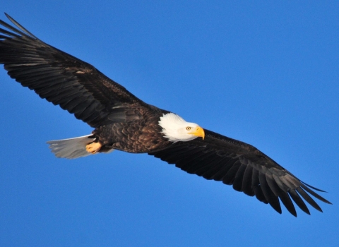 An adult bald eagle soaring through the sky