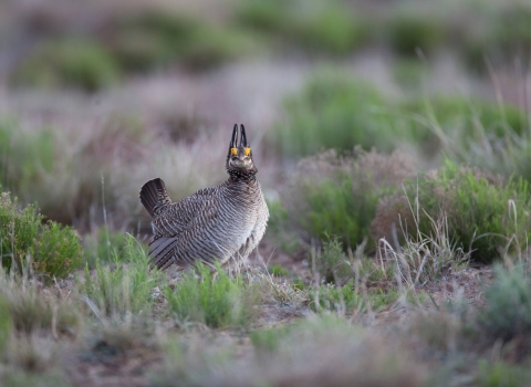 a mid-sized brown bird stands in low-lying vegetation