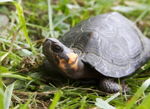 An adult bog turtle stands in green grass and looks up, showing the orange marking on its neck. 
