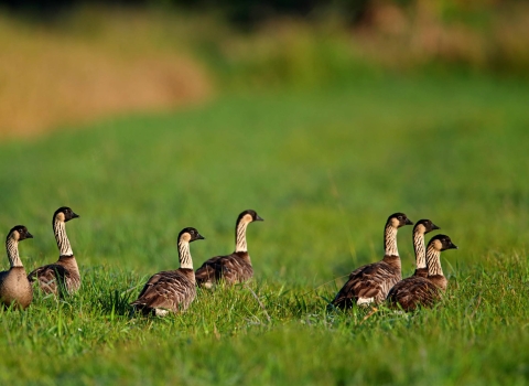 Seven brown birds with black heads and white necks walking in green grass