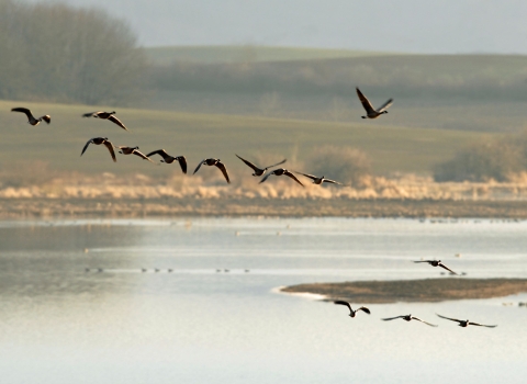 Geese flying above a pond