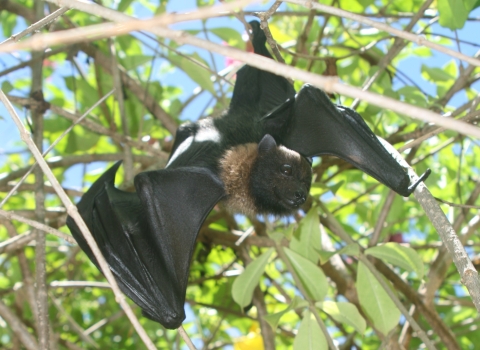 Picture of a Mariana fruit bat hanging from a tree 