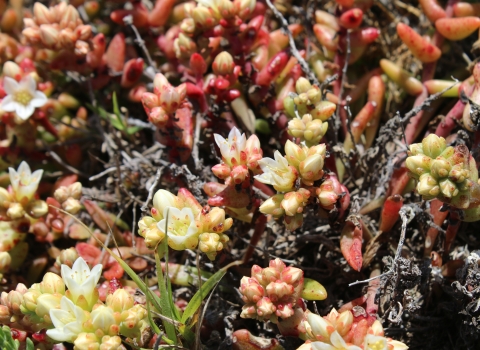 A large cluster of very short plants with red stems and white flowers