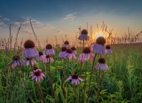 A cluster of purple coneflowers in bloom on a lush, green prairie as the sun begins to set