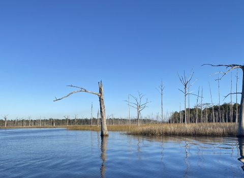 A salt marsh.