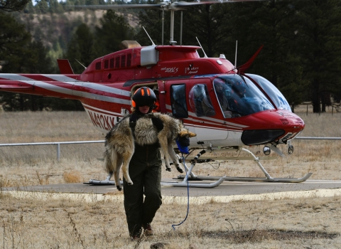 A wolf technician with the Mexican wolf recovery program carries a wolf in from a helicopter.