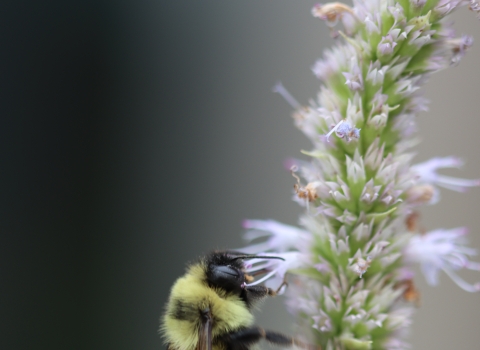 A rusty patched bumble bee on blooming anise hyssop
