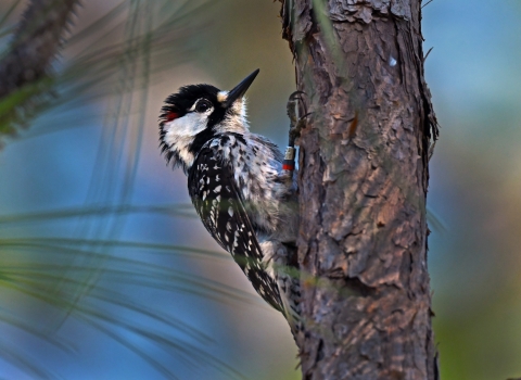 A red-cockaded woodpecker standing on a tree trunk.