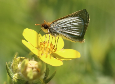 Poweshiek skipperling sipping nectar