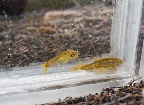 A group of small yellow and speckled fish with a dark background.