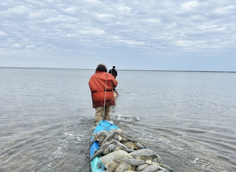 A volunteer caravaning multiple green sea turtles on a blue kayak