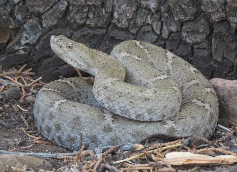 A light grey rattlesnake coils defensively with an alpine trees bark in the background.