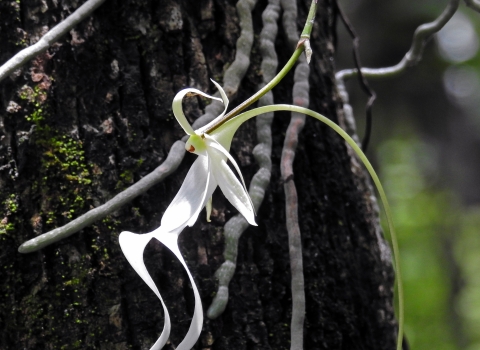 A ghost orchid grows beside a tree.