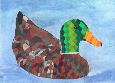 Mallard_Jr. Duck Stamp_Bhaanavi Kumar