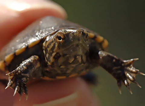 a small green and gray turtle is held between a thumb and finger