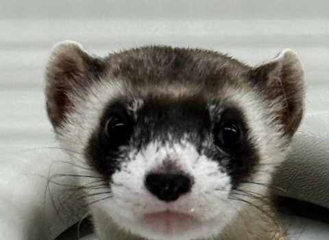 a close up of a black-footed ferret head poking through an artificial den entrance