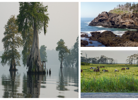 three different landsacpes: swamp, shoreline, grasses.