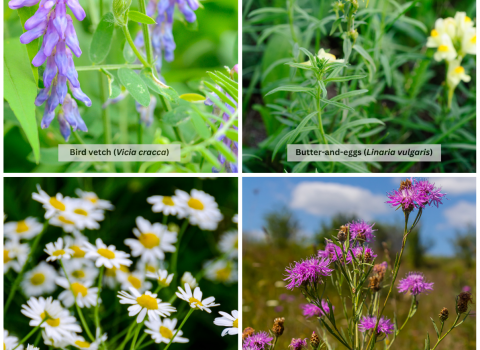 Collage of invasive plants featuring bird vetch, butter-and-eggs, oxeye daisy, and spotted knapweed.