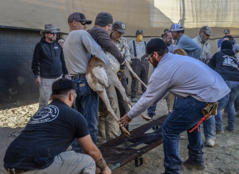 Two people hold a pronghorn while another two hold a stretcher and help guide the animal towards the leg openings in the stretcher.