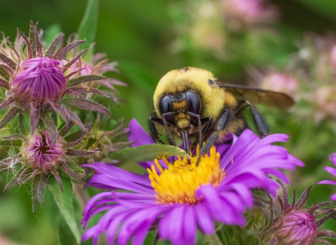 Up close of a bumble bee drinking nectar from a purple flower with a yellow center