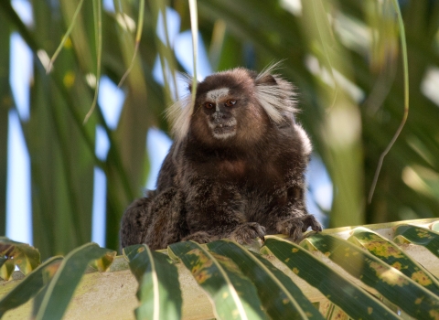 a small brown monkey with a white face and white tufts near their ears
