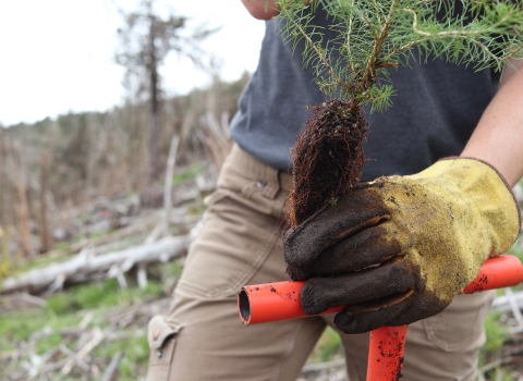 Person holding the small root ball of a small tree with a gloved hand